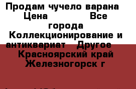 Продам чучело варана › Цена ­ 15 000 - Все города Коллекционирование и антиквариат » Другое   . Красноярский край,Железногорск г.